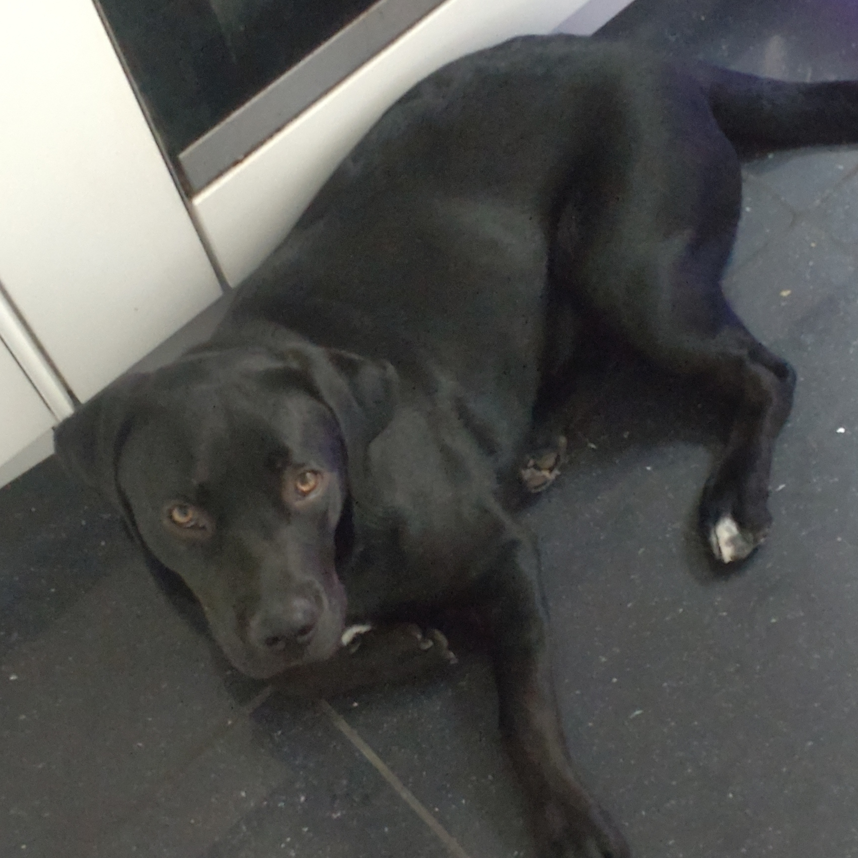 Doggo