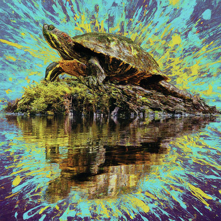 Splatt the turtle 