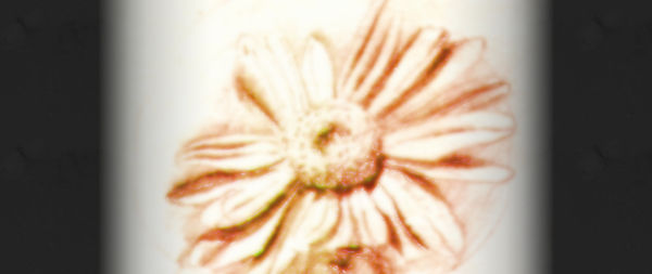 Flower digiedit [OGOc on Uncut]